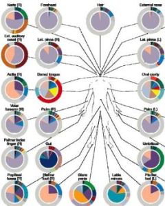人體細菌分布圖 人體細菌分布圖