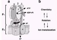 ATP合酶結構