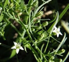 百蕊草根 百蕊草根