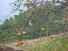 橫山頭村[雲南省保山市蒲縹鎮橫山頭村]