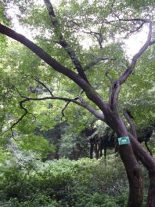 小雞爪槭（變種）