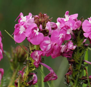 頭花馬先蒿 頭花馬先蒿