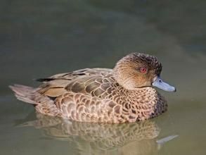 爪哇灰鴨 爪哇灰鴨