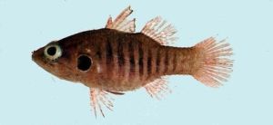 短斑乳突天竺鯛 短斑乳突天竺鯛