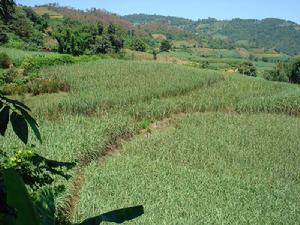 蘆蒿壩自然村 蘆蒿壩自然村
