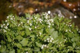 條葉連蕊芥 條葉連蕊芥