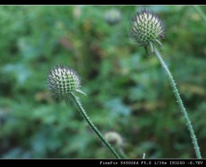 路邊青屬 路邊青屬