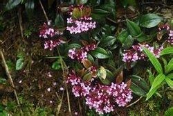 腺毛錦香草 腺毛錦香草