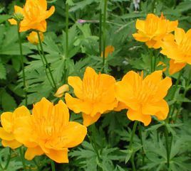 金蓮花科 金蓮花科