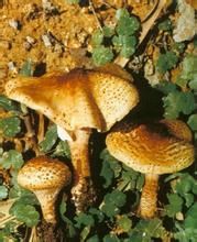 銳鱗環柄菇 銳鱗環柄菇