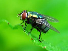 巴浦綠蠅 巴浦綠蠅