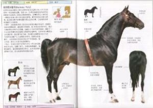 哈克尼小型馬 哈克尼小型馬