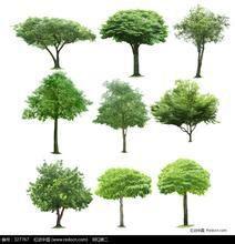 觀賞樹木[書籍]