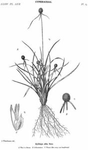 旋鱗莎草 旋鱗莎草