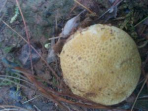 金黃硬皮馬勃 金黃硬皮馬勃