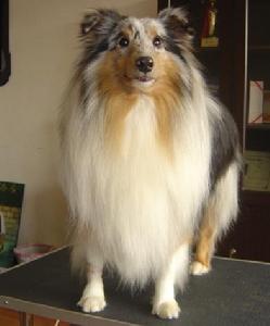 舍德蘭牧羊犬