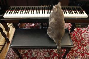 鋼琴貓