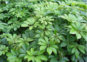 金平鵝掌柴 金平鵝掌柴