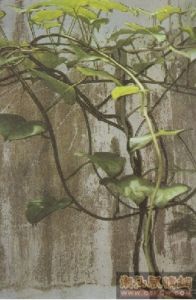 匍匐九節 匍匐九節