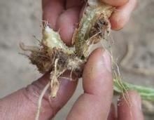 昆蟲線蟲病 昆蟲線蟲病