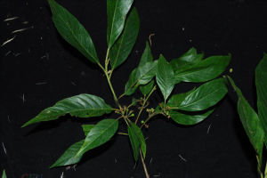 長梗鼠李 長梗鼠李