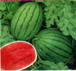 良莊西瓜 良莊西瓜