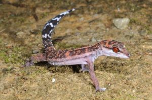 藍嶼鱗趾虎 藍嶼鱗趾虎