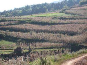 大火地自然村 大火地自然村