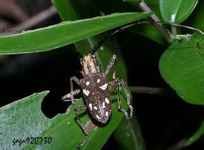 白縞天牛 白縞天牛