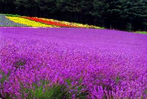 普羅旺斯-阿爾卑斯-藍色海岸