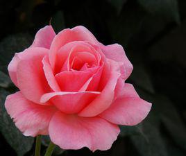 頑皮豹[薔薇屬月季栽培品種]