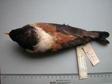 虎斑地鶇普通亞種