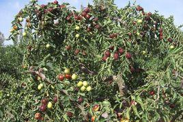 周崗雪棗 周崗雪棗