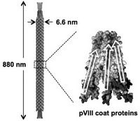病毒發電器 病毒發電器