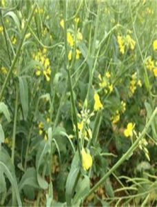 奕良龍膽 奕良龍膽