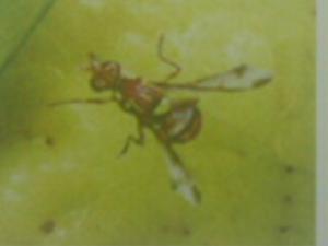 （圖）蘋果實蠅
