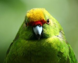 黃額鸚鵡