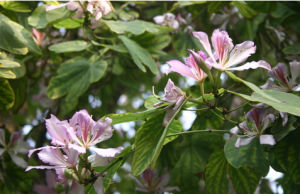 密花羊蹄甲 密花羊蹄甲