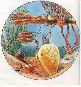 奧陶紀時期 奧陶紀時期