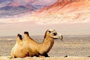 羅布泊野駱駝自然保護區 羅布泊野駱駝自然保護區