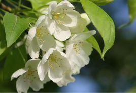 白海棠[薔薇科植物]