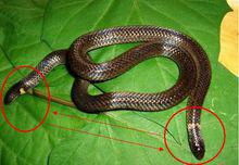 兩頭蛇[游蛇科動物]