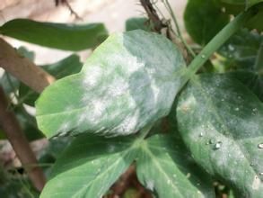 豌豆白粉病 豌豆白粉病