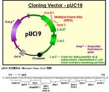 pUC19質粒載體圖譜