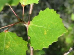 塔形小葉楊(變型) 塔形小葉楊(變型)