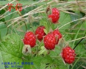 滇西山莓草 滇西山莓草