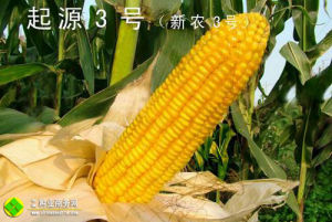 起源3號 起源3號