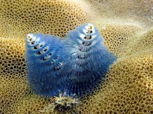 藍色聖誕樹 藍色聖誕樹