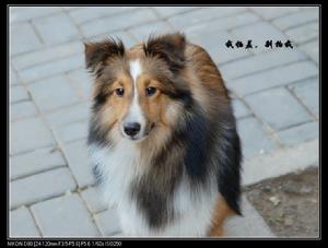 狗眼看世界 狗眼看世界