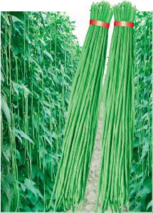 翠豐一號 翠豐一號